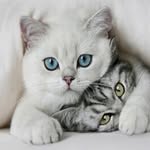 animaltubed profile picture
