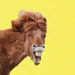 animal_wonders.ig profile picture