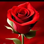 anishsolanki36 profile picture