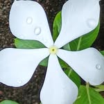 ankitashivahare456 profile picture