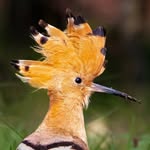 ankushkhannawildlife profile picture