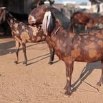anmol_goat_farm_nooriyawas profile picture