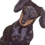 anna.bosetti72 profile picture