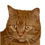 annaharty profile picture