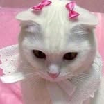 anna_likes_to_bake profile picture