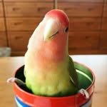 annalucia_75 profile picture