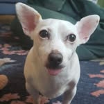 annie_bean profile picture