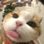 annieverifie profile picture