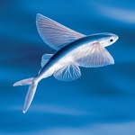 anoukwukentus profile picture