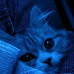 ansha953337 profile picture