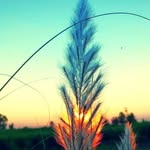 anshji7532 profile picture