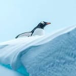 antarcticatravelgroup profile picture