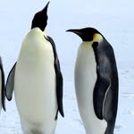 antarcticc profile picture