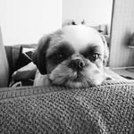 antengyuki1 profile picture
