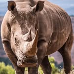 antipoaching_sa profile picture
