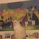 antoniettacostantini profile picture
