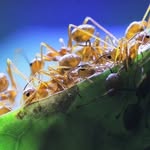 antscanada profile picture
