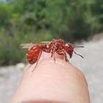 antsedu_mx profile picture