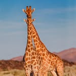 anushri5 profile picture