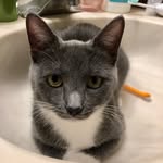anyatheflyingkitter profile picture
