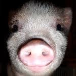 apignamedpenny profile picture