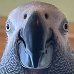 apolloandfrens profile picture