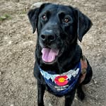 apollo_the_black_bear profile picture