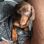 apolo_dasch profile picture