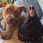 apooch_and_achooch profile picture