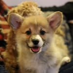 apricotephram profile picture