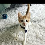 apricot_the_kitten profile picture
