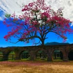 aqueduto_candelaria profile picture