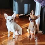 aquiles.y.esparta profile picture
