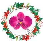 arabelamexicooficial profile picture
