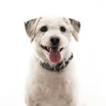 archerremington_therescuedog profile picture