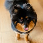 archer_thepomeranian profile picture