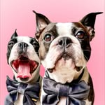 archie.the.boston.and.co profile picture