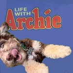 archieharrris profile picture