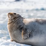 arctic.daily profile picture