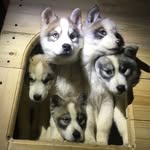arctic_snow_husky profile picture