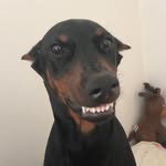 ares.thedoberman profile picture