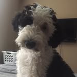 argodoodle profile picture