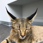 ariel.caracat profile picture