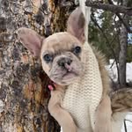 arielisfrench profile picture