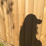 ariellebobbwillis profile picture