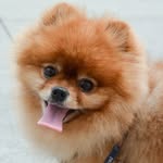 aristotlethepom profile picture