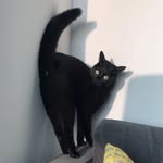 ari_the_panther profile picture