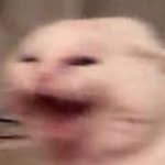 ark0nik profile picture