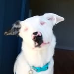 arlo.wonderpup profile picture