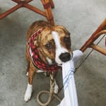 arloandgeorgia profile picture